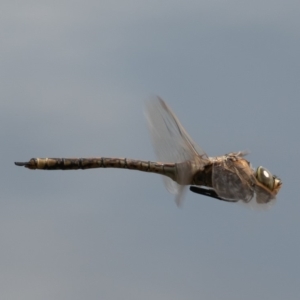 Anax papuensis at Fyshwick, ACT - 20 Sep 2019