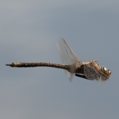 Anax papuensis (Australian Emperor) at Jerrabomberra Wetlands - 20 Sep 2019 by rawshorty