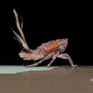 Platybrachys sp. (genus) at Acton, ACT - 20 Sep 2019 01:58 PM