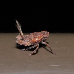 Platybrachys sp. (genus) at Acton, ACT - 20 Sep 2019 01:58 PM