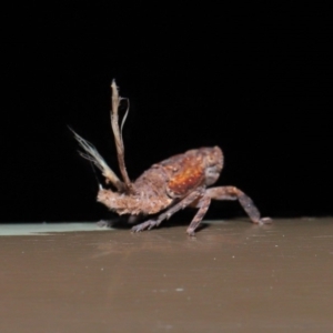 Platybrachys sp. (genus) at Acton, ACT - 20 Sep 2019 01:58 PM