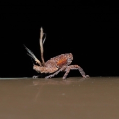 Platybrachys sp. (genus) at Acton, ACT - 20 Sep 2019 01:58 PM