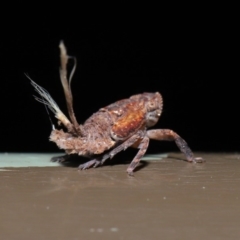 Platybrachys sp. (genus) at Acton, ACT - 20 Sep 2019 01:58 PM