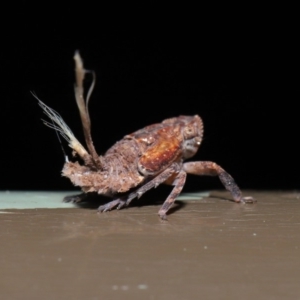 Platybrachys sp. (genus) at Acton, ACT - 20 Sep 2019 01:58 PM