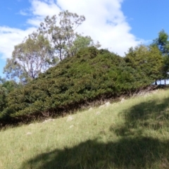 Ficus rubiginosa (Port Jackson or Rusty Fig) at Black Range, NSW - 9 Apr 2019 by MatthewHiggins