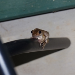 Litoria peronii at Black Range, NSW - 16 Mar 2019