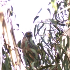 Tachyspiza fasciata (Brown Goshawk) at Black Range, NSW - 19 Apr 2019 by MatthewHiggins