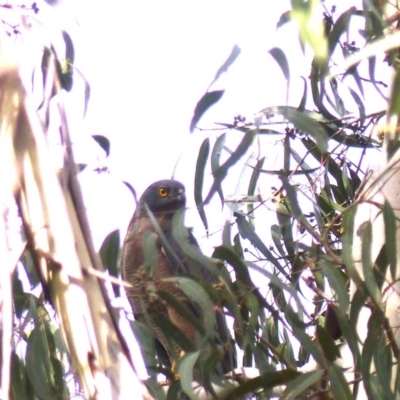 Tachyspiza fasciata (Brown Goshawk) at Black Range, NSW - 19 Apr 2019 by MatthewHiggins