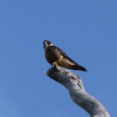 Falco longipennis (Australian Hobby) at Black Range, NSW - 11 Mar 2019 by MatthewHiggins