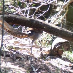 Menura novaehollandiae at Black Range, NSW - 26 Mar 2019