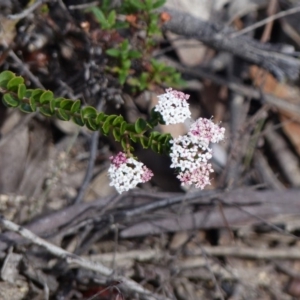 Platysace lanceolata at Black Range, NSW - 11 May 2019