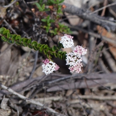 Platysace lanceolata (Shrubby Platysace) at Black Range, NSW - 11 May 2019 by MatthewHiggins