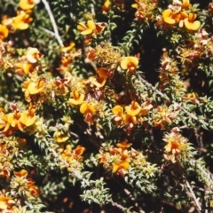 Pultenaea procumbens (Bush Pea) at Tuggeranong Hill - 27 Oct 1999 by michaelb