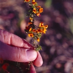 Pultenaea procumbens (Bush Pea) at Tuggeranong Hill - 3 Nov 2000 by michaelb