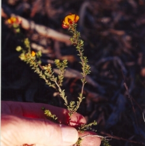 Pultenaea procumbens at Crace, ACT - 21 Nov 2004 12:00 AM