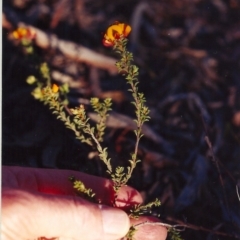 Pultenaea procumbens (Bush Pea) at Crace, ACT - 20 Nov 2004 by michaelb