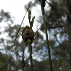Cryptostylis erecta (Bonnet Orchid) at Congo, NSW - 30 Oct 2017 by Teresa