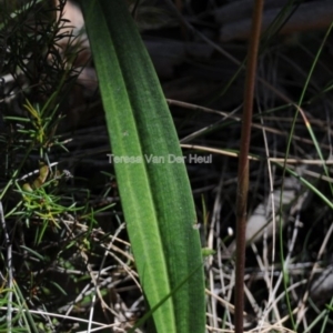 Cryptostylis erecta at Congo, NSW - suppressed