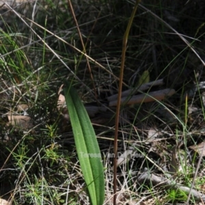 Cryptostylis erecta at Congo, NSW - suppressed