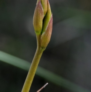 Cryptostylis erecta at Congo, NSW - suppressed