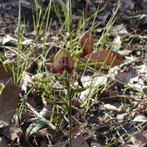 Cryptostylis erecta at Congo, NSW - suppressed