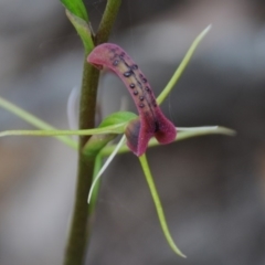 Cryptostylis leptochila (Small Tongue Orchid) at Wadbilliga National Park - 31 Dec 2018 by Teresa