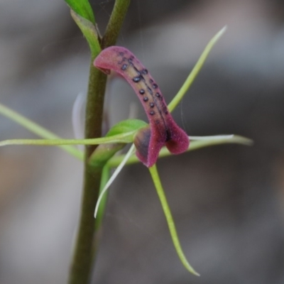 Cryptostylis leptochila (Small Tongue Orchid) at Wadbilliga National Park - 31 Dec 2018 by AussieWitch