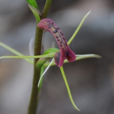 Cryptostylis leptochila (Small Tongue Orchid) at Yowrie, NSW - 1 Jan 2019 by Teresa