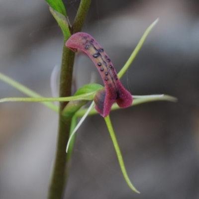 Cryptostylis leptochila (Small Tongue Orchid) at Wadbilliga National Park - 1 Jan 2019 by Teresa