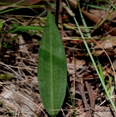 Cryptostylis leptochila at Yowrie, NSW - 1 Jan 2019