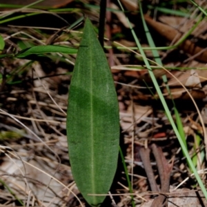 Cryptostylis leptochila at Yowrie, NSW - 1 Jan 2019