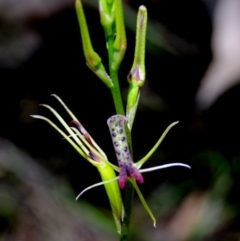 Cryptostylis leptochila at Yowrie, NSW - 1 Jan 2019