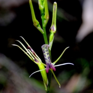 Cryptostylis leptochila at Yowrie, NSW - suppressed