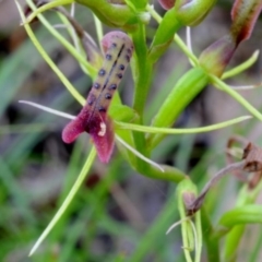 Cryptostylis leptochila at Yowrie, NSW - 1 Jan 2019