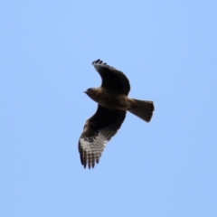 Hieraaetus morphnoides (Little Eagle) at Mount Ainslie - 20 Sep 2019 by jb2602