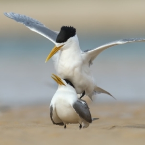 Thalasseus bergii at Merimbula, NSW - 21 Sep 2019