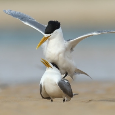 Thalasseus bergii (Crested Tern) at Pambula - 20 Sep 2019 by Leo