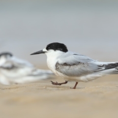 Sterna striata (White-fronted Tern) at Pambula - 20 Sep 2019 by Leo