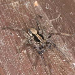 Venatrix sp. (genus) (Unidentified Venatrix wolf spider) at Kambah, ACT - 21 Sep 2019 by Marthijn