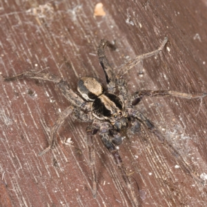 Venatrix sp. (genus) at Kambah, ACT - 21 Sep 2019 11:00 AM