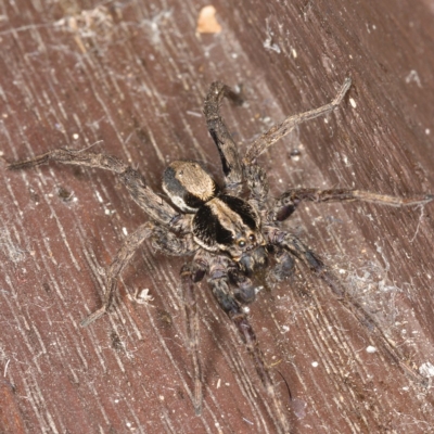 Venatrix sp. (genus) (Unidentified Venatrix wolf spider) at Kambah, ACT - 21 Sep 2019 by Marthijn