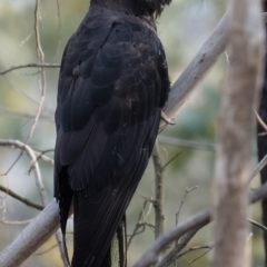 Zanda funerea (Yellow-tailed Black-Cockatoo) at Mount Taylor - 20 Sep 2019 by Marthijn