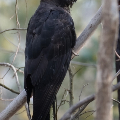 Zanda funerea (Yellow-tailed Black-Cockatoo) at Mount Taylor - 20 Sep 2019 by Marthijn