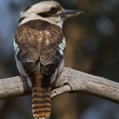 Dacelo novaeguineae (Laughing Kookaburra) at Fisher, ACT - 20 Sep 2019 by Marthijn