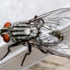 Sarcophagidae (family) (Unidentified flesh fly) at Ainslie, ACT - 19 Sep 2019 by jb2602