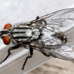 Sarcophagidae (family) at Ainslie, ACT - 19 Sep 2019 01:12 PM