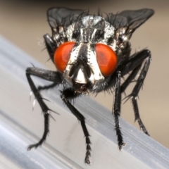 Sarcophagidae (family) at Ainslie, ACT - 19 Sep 2019 01:12 PM