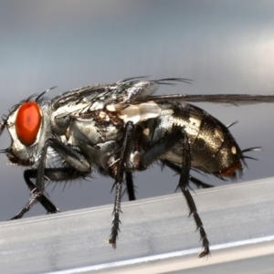 Sarcophagidae (family) at Ainslie, ACT - 19 Sep 2019 01:12 PM