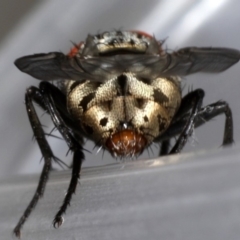 Sarcophagidae (family) at Ainslie, ACT - 19 Sep 2019 01:12 PM