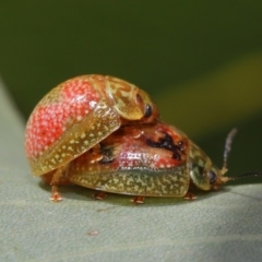 Paropsisterna fastidiosa (Eucalyptus leaf beetle) at ANBG - 20 Sep 2019 by TimL
